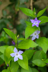 purple, pink, violet, blue, white, plant, garden, spring, flower, flora, macro, leaf, closeup, summer, plants, foliage, green, fresh, botanical, grass, bloom, herb, blossom, color, leaves, flowers, 