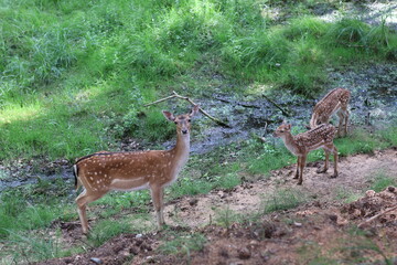 A young reindeer and her babies