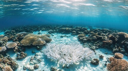 Fototapeta premium Underwater Scene Showing Coral Reefs with Vibrant Marine Life