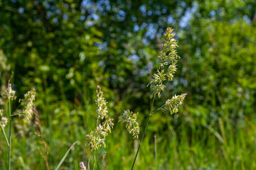 Plant Dactylis against green grass. In the meadow blooms valuable fodder grass Dactylis glomerata.Dactylis glomerata, also known as cock's foot, orchard grass, or cat grass