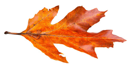 Autumnal still life, single leaf on plaid fabric nature's design and texture single