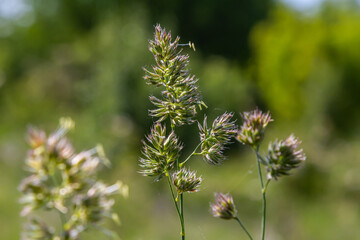 Plant Dactylis against green grass. In the meadow blooms valuable fodder grass Dactylis glomerata.Dactylis glomerata, also known as cock's foot, orchard grass, or cat grass