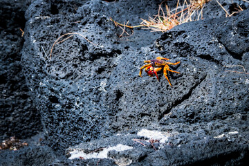 Beautiful view of an adult fiery red Sally Lightfoot crab sitting on a black volcanic rock on the coast of Mauritius