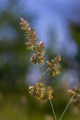 Plant Dactylis against green grass. In the meadow blooms valuable fodder grass Dactylis glomerata.Dactylis glomerata, also known as cock's foot, orchard grass, or cat grass