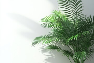 Obraz premium 3D Palm Tree Decor Isolated and White Background