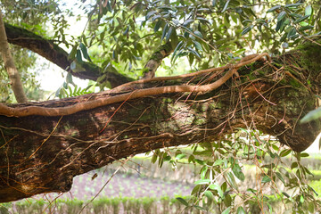trunk, bark, branch, moss, wood, forest, texture, tree, ancient, roots, old, root, trees, park, landscape, nature, plant, garden, summer, path, grass, leaves, oak, foliage, outdoors, branches, leaf, 