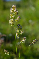 Plant Dactylis against green grass. In the meadow blooms valuable fodder grass Dactylis glomerata.Dactylis glomerata, also known as cock's foot, orchard grass, or cat grass