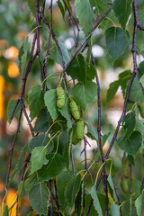 Detail of leafs and blossom of Betula pendula tree, silver birch