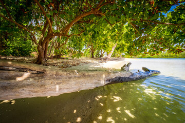 Picturesque view of exotic plants growing on the fine sand beaches of the isolated island of L'îlot Bernache, Mauritius