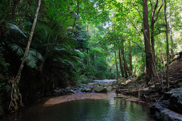 Deep rainforest scenery in south Thailand