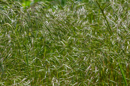 Bromegrass seed heads with blurry background. Bromus is a large genus of grasses, classified as Bromeae. They are commonly known as bromes, brome grasses, cheat grasses or chess grasses