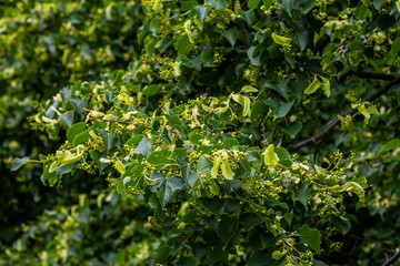 Linden, linden blossom with green leaves on a tree in summer