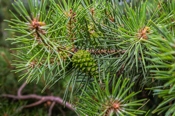 a small-growing cedar pine.Pinus pumila with big green cones in a sunny summer garden. Floral wallpaper