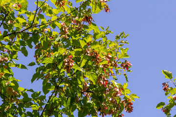 Maple Holly or maple sycamore or Maple platanolistny lat Acer platanoides a species of the genus Maple Acerfamily Sapindaceae