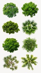 Obraz premium Top view of tree design element set