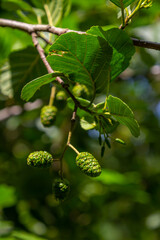 Green and brown alder cones, alder catkins and green leaves