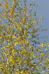 A branch with yellow birch leaves. Autumn background featuring yellow foliage