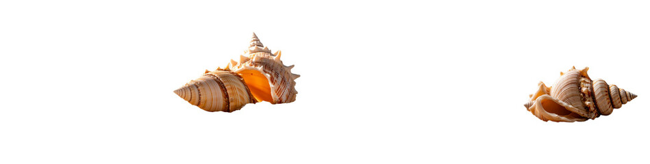 Obraz premium A pile of sand contains a single sea shell, which is isolated on white and presented in a side view