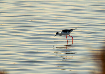 Cigüeñuela común observando