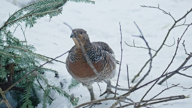 Capercaillie mating season in a snowy forest