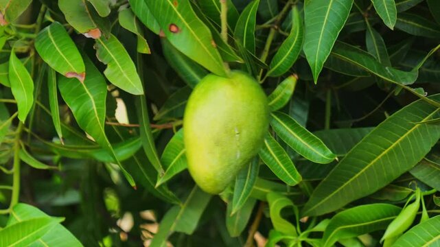 Raw Mango with mango leaves at Telangana, india. day time, stable shot, 4k.
