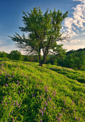 Morning Spring Meadow with Expressive Sky, Ukraine