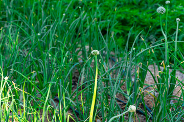 Agricultural sprinklers watering spring onion or leek plantation in spring, selective focus