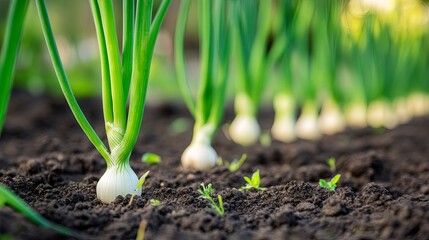 Green onions growing in the ground