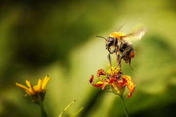 Hummel