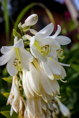 White hosta flowers in full bloom with delicate petals and yellow stamens, set against a blurred green background in a garden setting