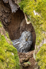 Female Ural owl (Strix uralensis) on the nest, inside an oak tree, March