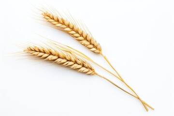 Barley wheat.