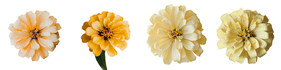 On a transparent background, a yellow Zinnia flower is depicted in isolation, a creation of generative AI