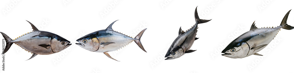 Poster transparent background with isolated tuna fish generated using ai technology