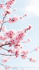 Fototapeta premium Delicate pink cherry blossoms float gently on a pale blue sky, serene, sakura, pink cherry blossoms