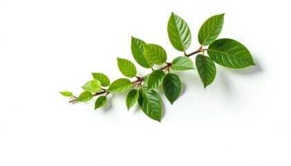 Obraz premium Single isolated tree branch on white background, nature, isolation, minimalism