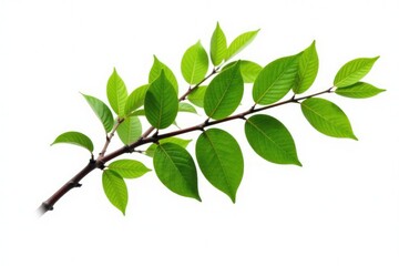 Single isolated tree branch on white background, still life, branches