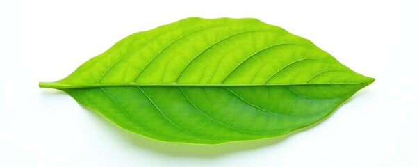 Fototapeta premium Single leaf isolated on white background with intricate veins, texture, details