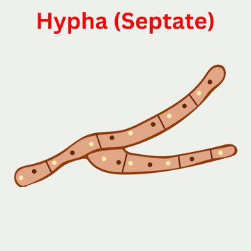 hypha septate  fungi mycelium design illustration
