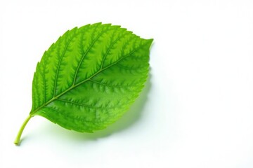 Single leaf with intricate veins isolated on white background, foliage, herbage