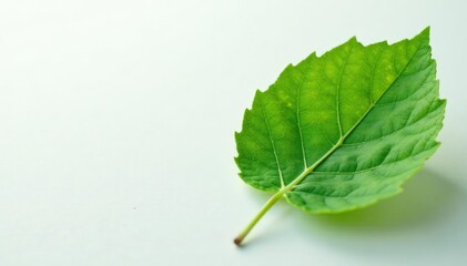 Fototapeta premium Single leaf with veins against a white surface, detail, botanical