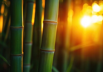 Sunset illuminating lush green bamboo stalks.