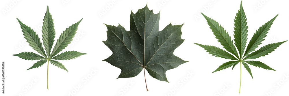 Poster An isolated Green Maple leaf is depicted on a transparent background in an image generated by Ai