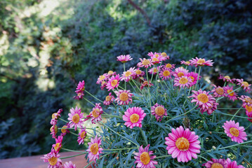 Obraz premium Colorful pink and purple flowers blooming in a garden during spring with vibrant petals and lush green leaves