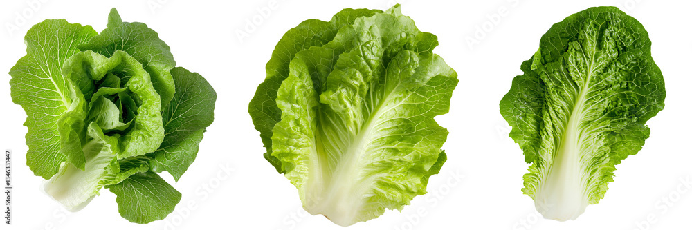 Poster An isolated lettuce leaf appears on a see-through background in this Generative Ai image