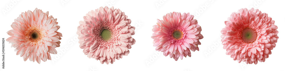 Poster on a transparent background, a pink gerbera flower is prominently displayed, having been generated b