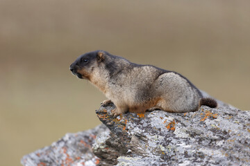 Marmota camtschatica or Black-capped marmot sits on a rock. Russia