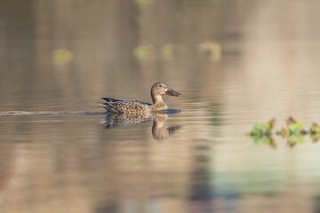 Duck gliding on tranquil lake