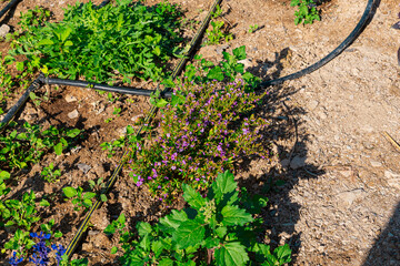 A raised garden bed in the Springtime gets planted out and set up with irrigation. Putting in irrigation in raised beds reduces water consumption compared to traditional overhead watering with a hose
