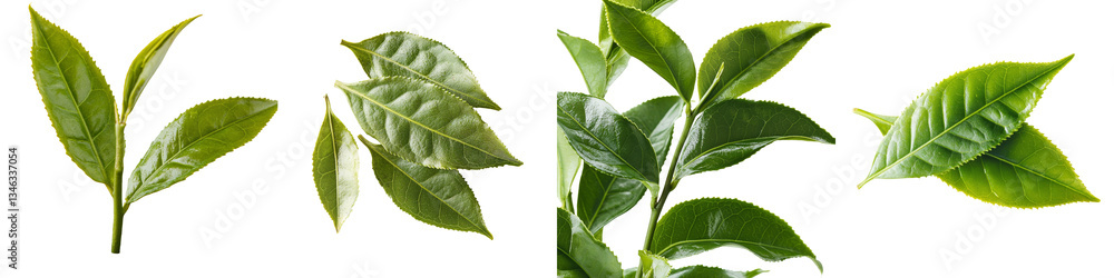 Poster An isolated tea leaf on a transparent background is the subject of an image generated by Generative Ai
